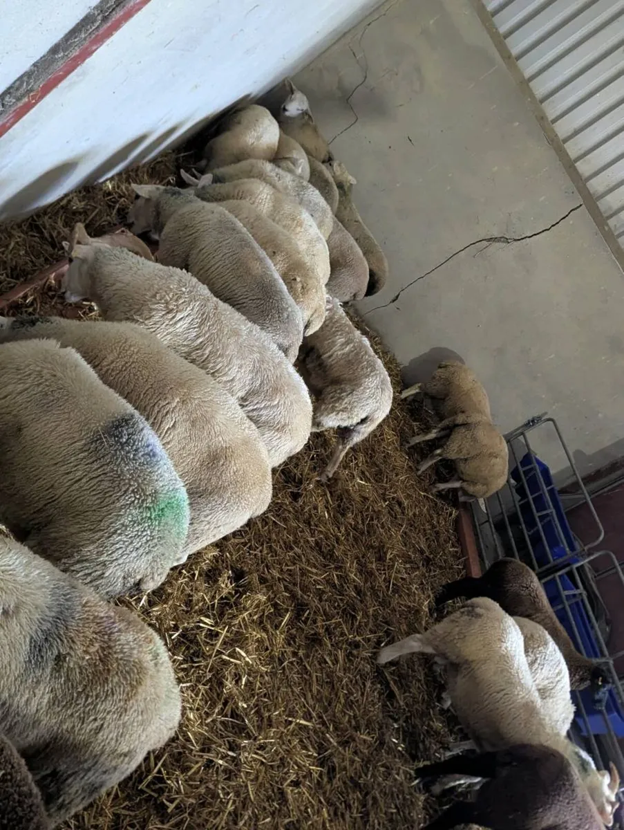 Lambs - Image 1