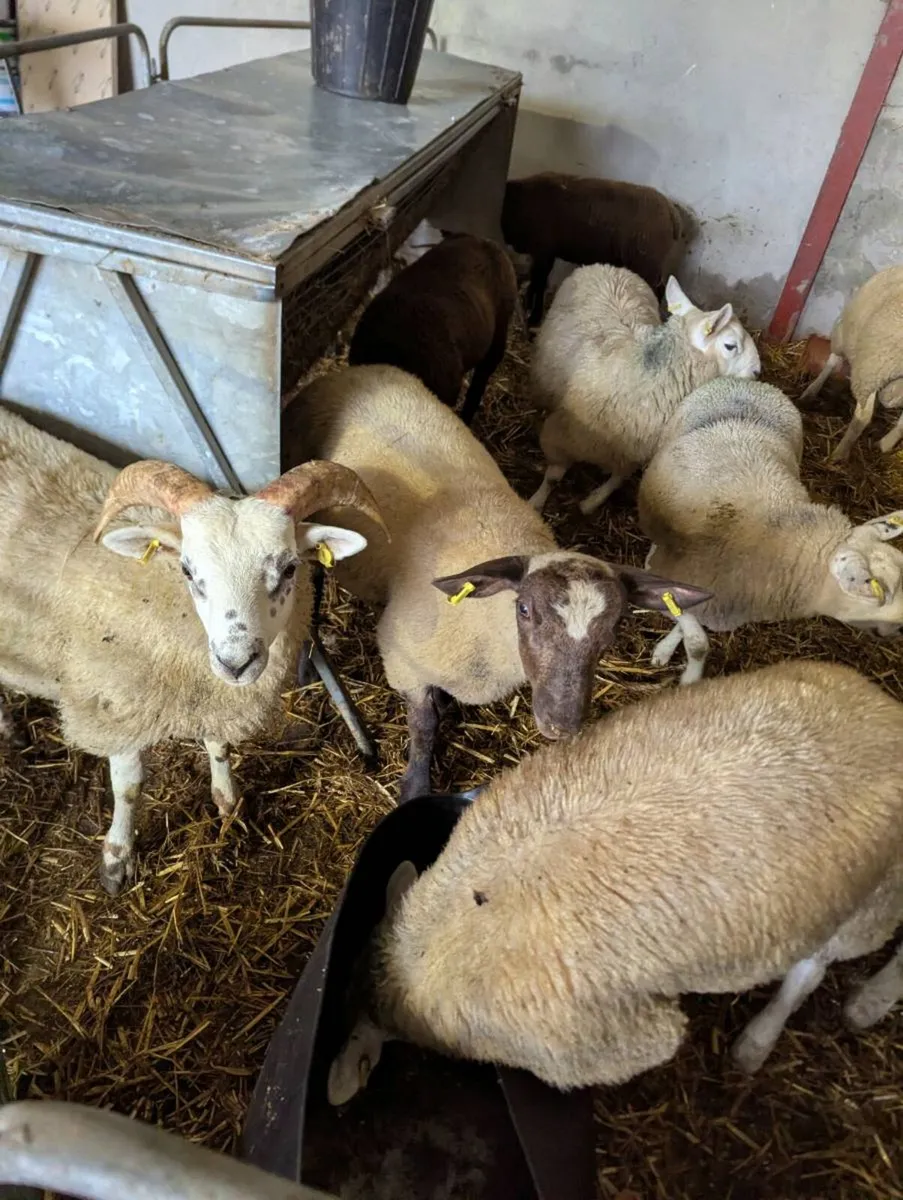 Lambs - Image 2