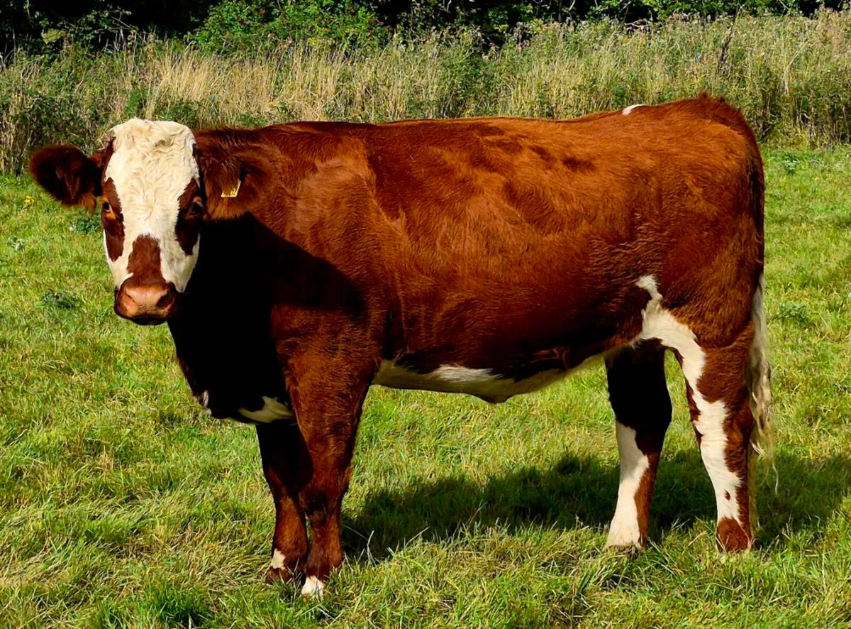 6 IN-CALF HEIFERS - CARNAROSS MART TUES 15TH SEPT - Image 1