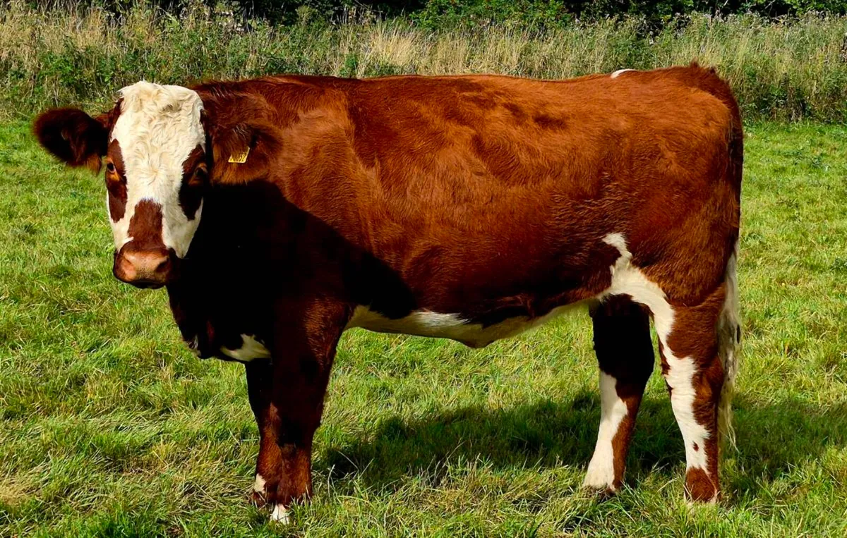 6 IN-CALF HEIFERS - CARNAROSS MART TUES 15TH SEPT - Image 2