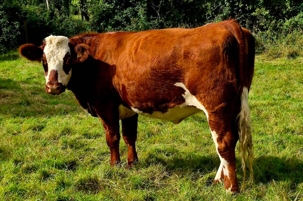 6 IN-CALF HEIFERS - CARNAROSS MART TUES 15TH SEPT - Image 3