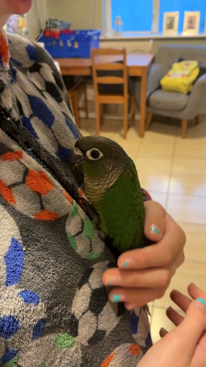 Conure - Image 2