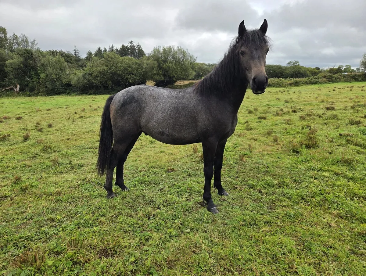 Rising 2yr old Connemara Gelding - Image 1