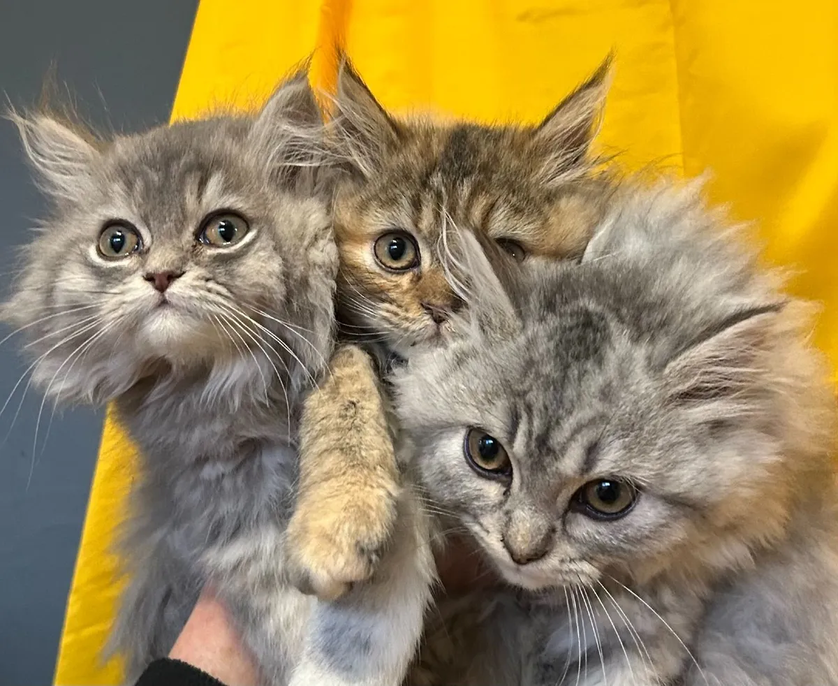 Long haired Chinchilla Persian X Ragdoll kittens - Image 1