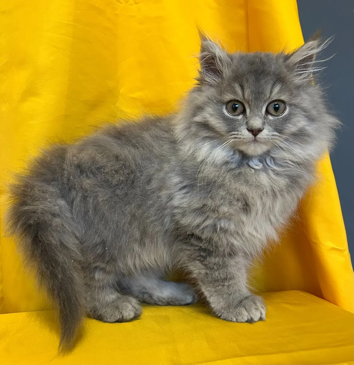 Long haired Chinchilla Persian X Ragdoll kittens - Image 2