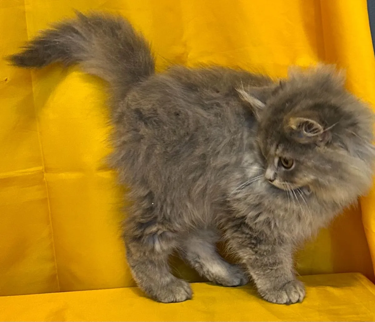 Long haired Chinchilla Persian X Ragdoll kittens - Image 3