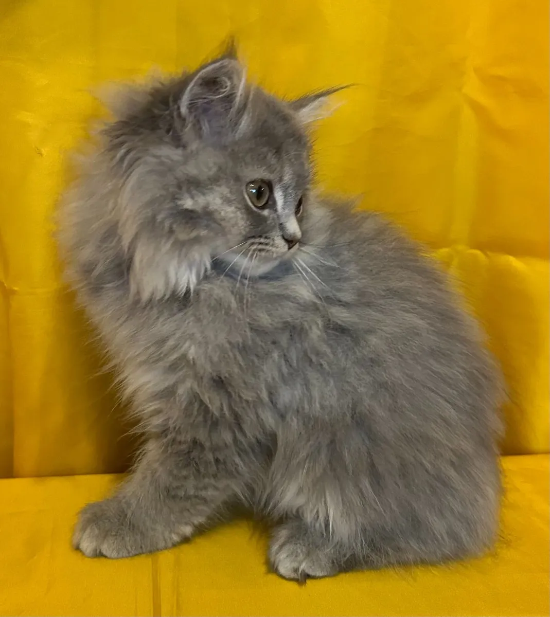 Long haired Chinchilla Persian X Ragdoll kittens - Image 4