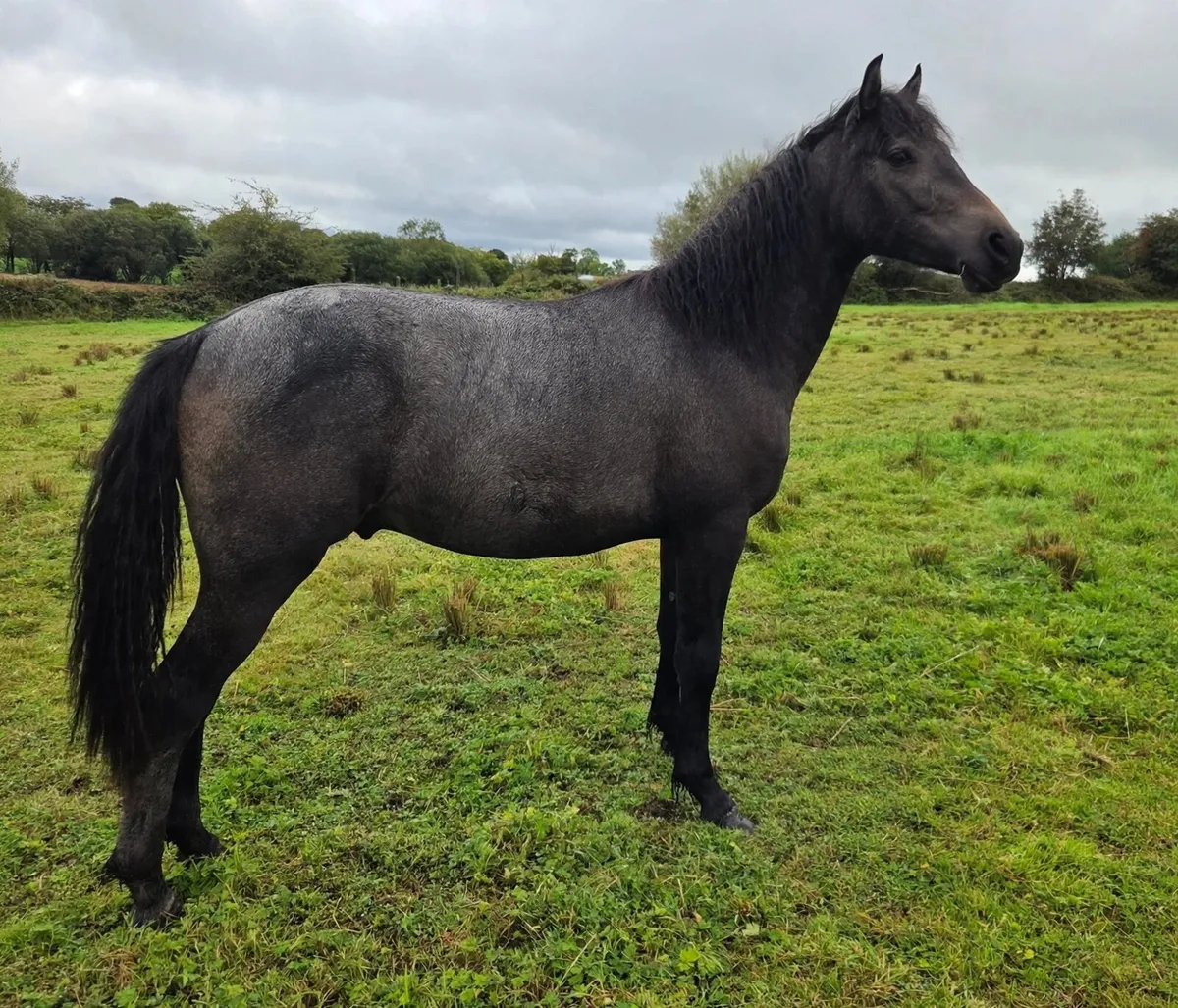 Rising 2yr old Connemara Gelding - Image 2