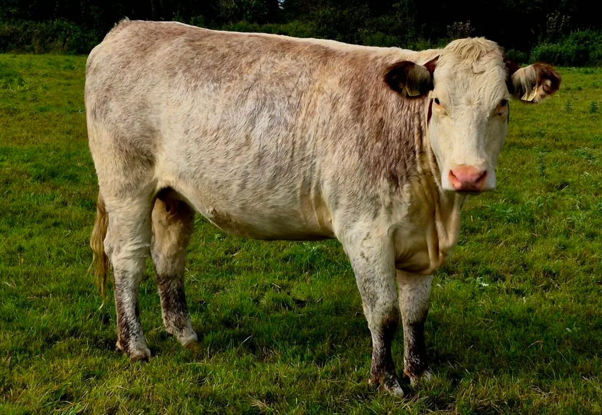 6 IN-CALF HEIFERS - CARNAROSS MART TUES 15TH SEPT - Image 4