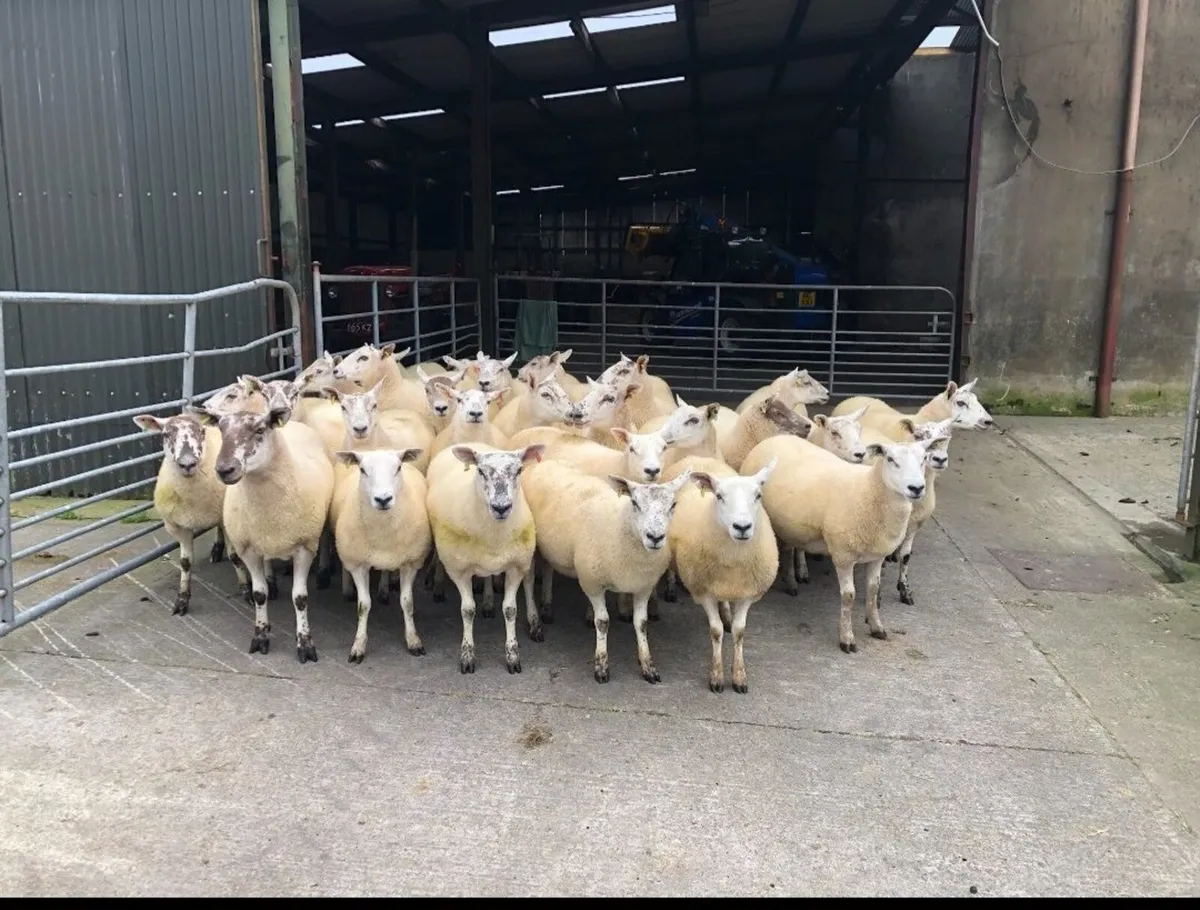 Sheep - Image 1