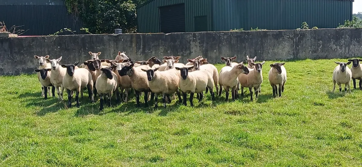 Sheep - Image 3
