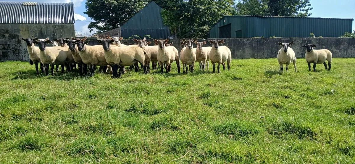 Sheep - Image 4