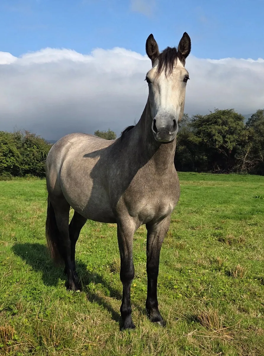 Rising 3 yr old Connemara Gelding - Image 1