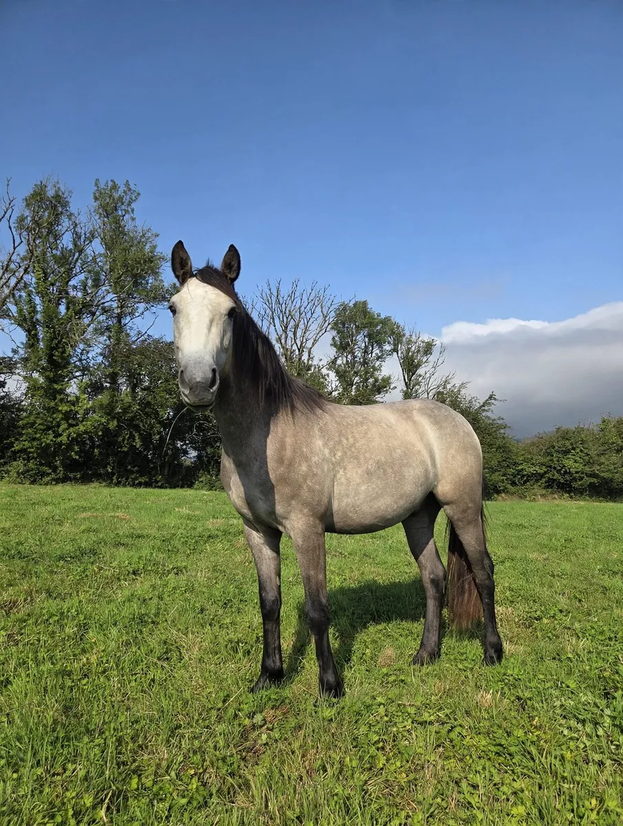 Rising 3 yr old Connemara Gelding - Image 3