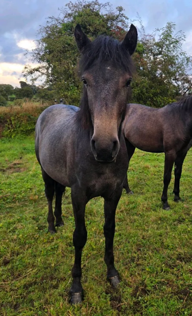 Rising 2yr old Connemara Filly - Image 1