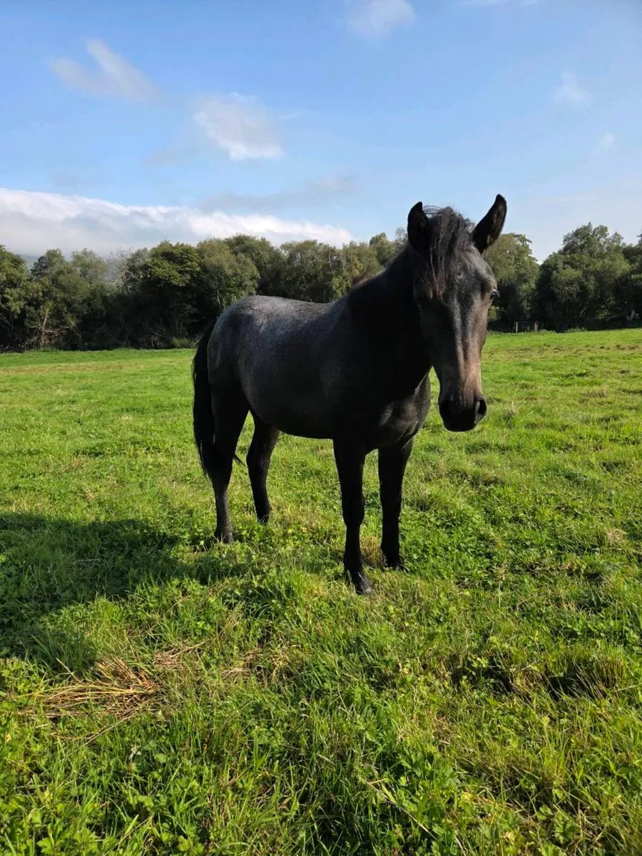 Rising 2yr old Connemara Filly - Image 2