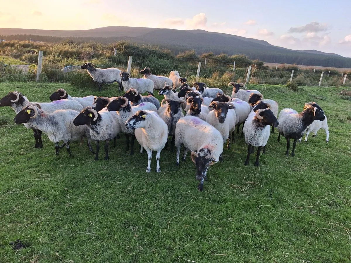 Sheep - Image 1