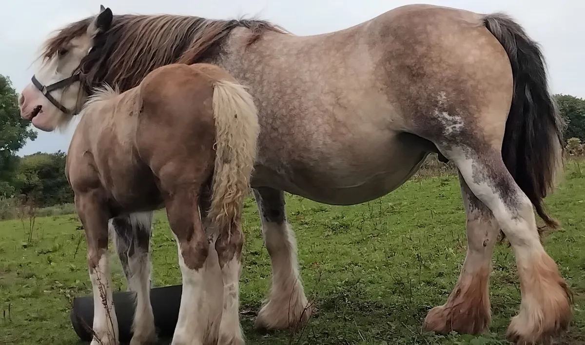 Top class colt foal - Image 2