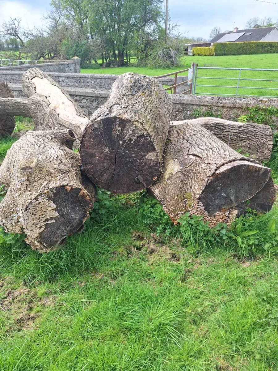 Timber logs - Image 2