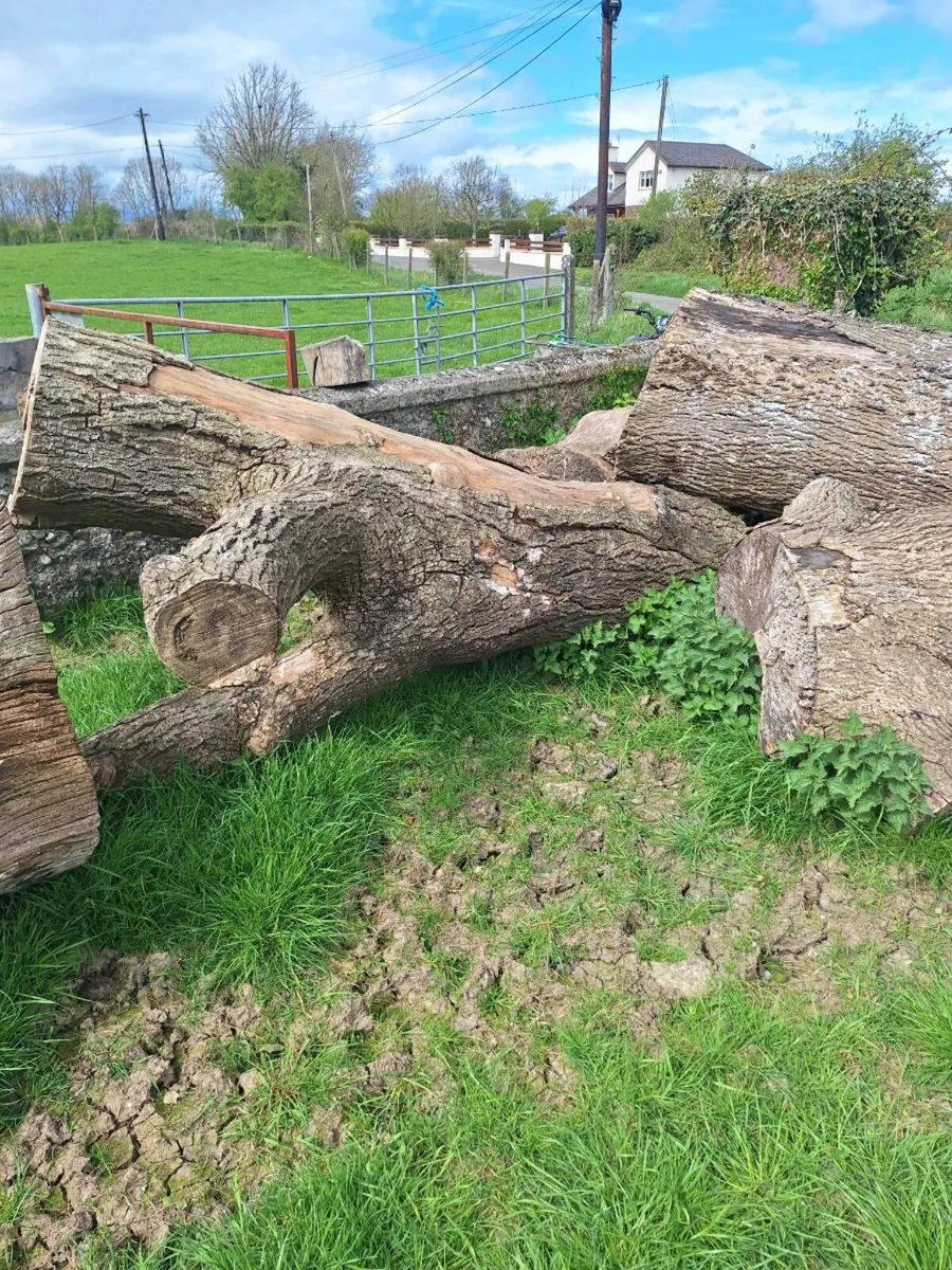 Timber logs - Image 3