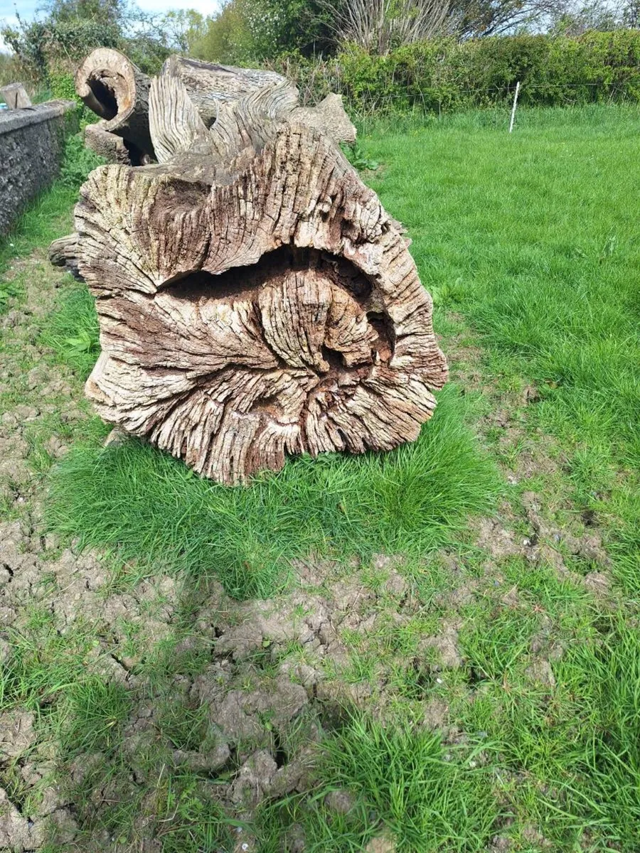 Timber logs - Image 4