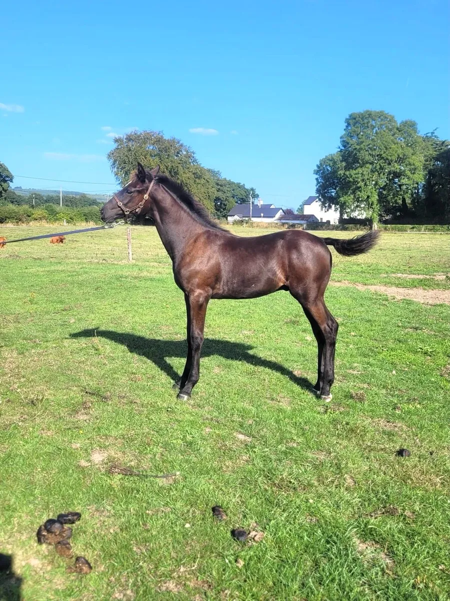 Eye-catching Quality Colt Foal - Image 1