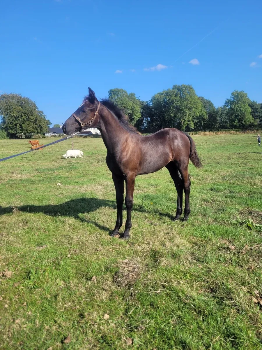 Eye-catching Quality Colt Foal - Image 2