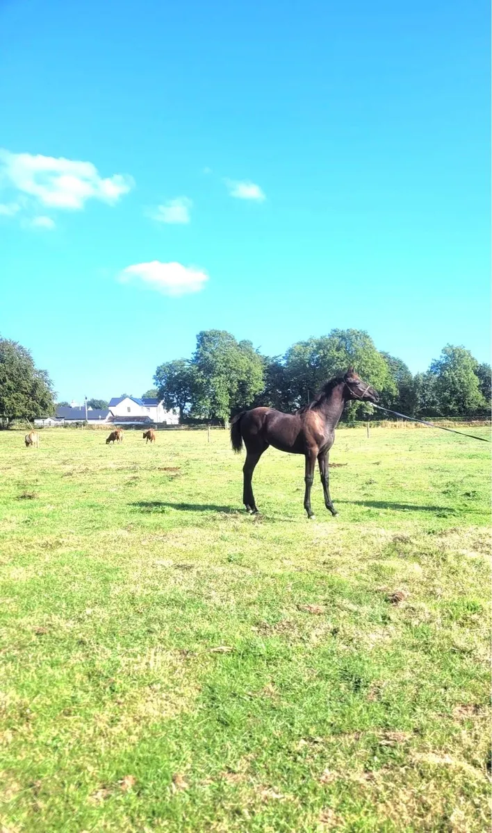 Eye-catching Quality Colt Foal - Image 3