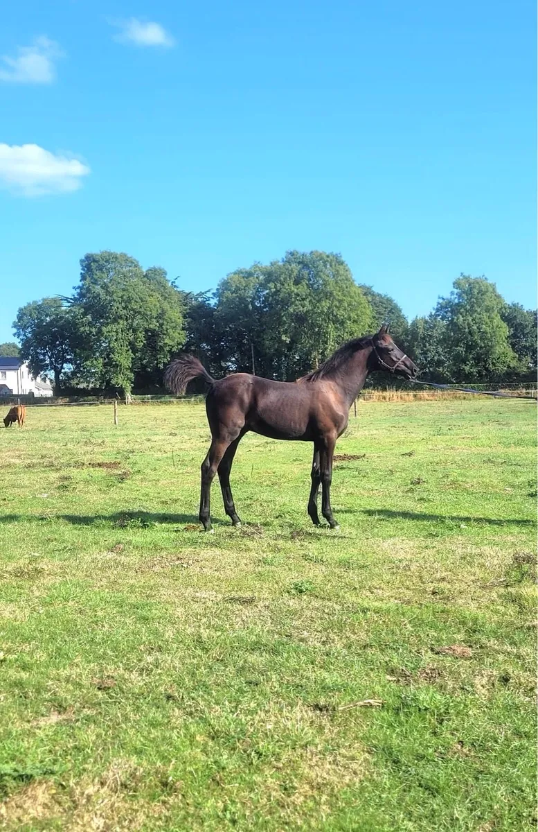 Eye-catching Quality Colt Foal - Image 4