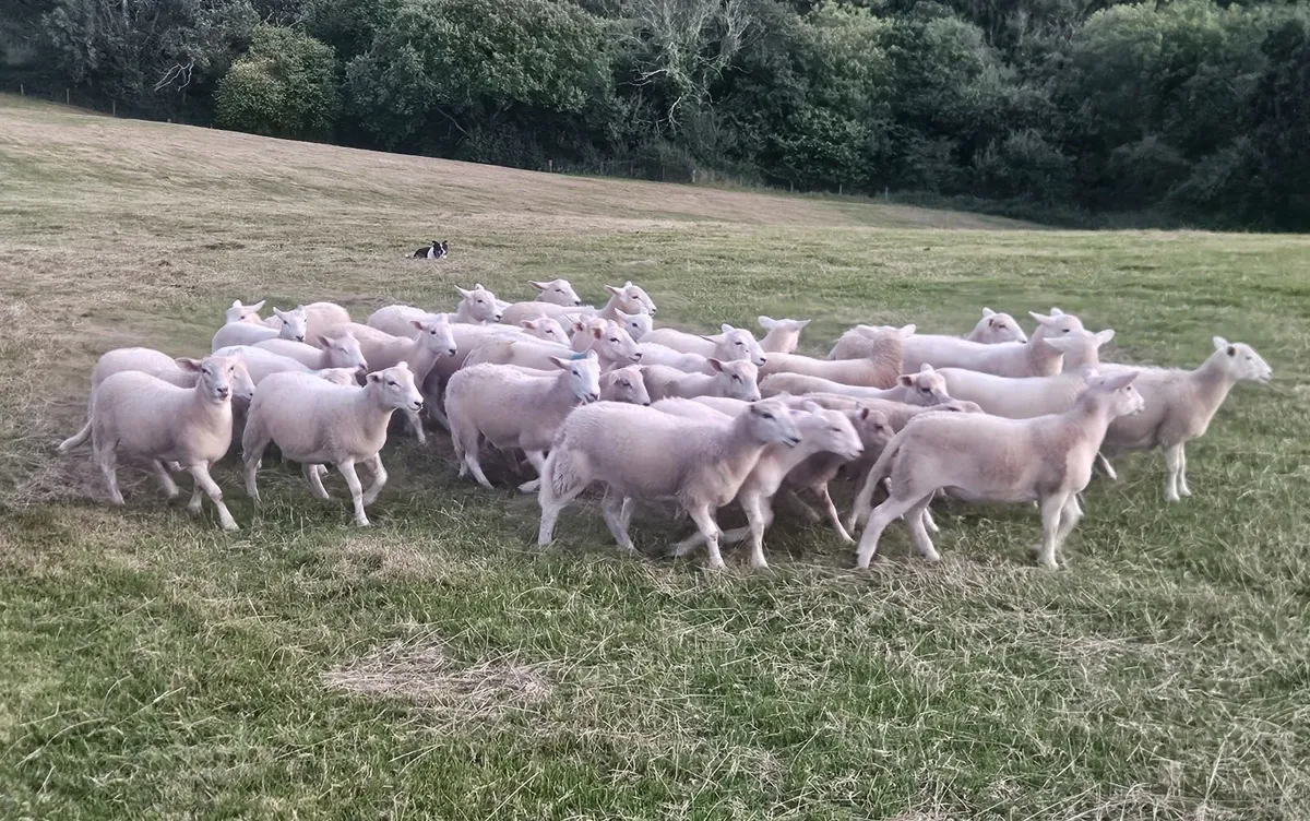 Easycare ewe lambs - Image 1
