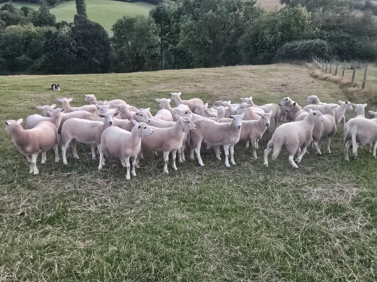 Easycare ewe lambs - Image 2