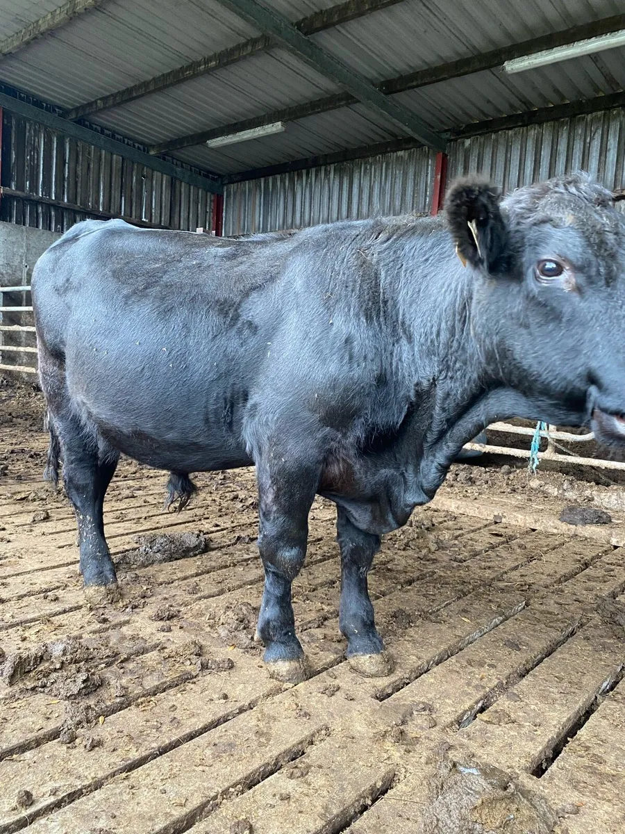 Top Quality Pedigree Aberdeen Angus Bulls - Image 2