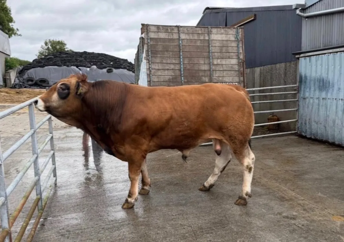 Parthenaise bulls - Image 1