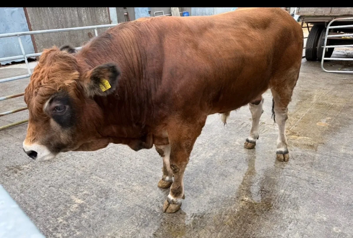 Parthenaise bulls - Image 4