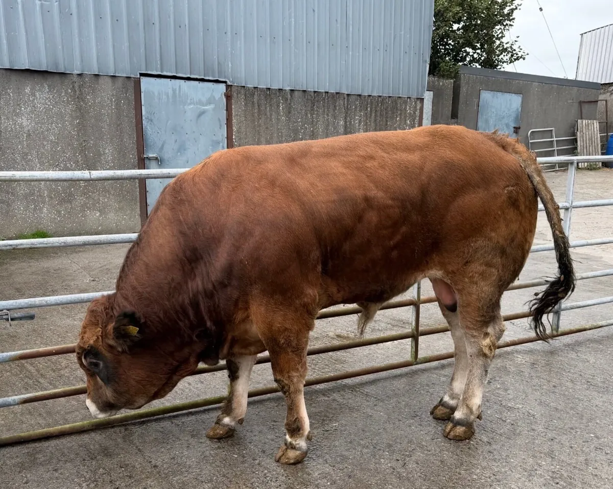 Parthenaise bulls - Image 2