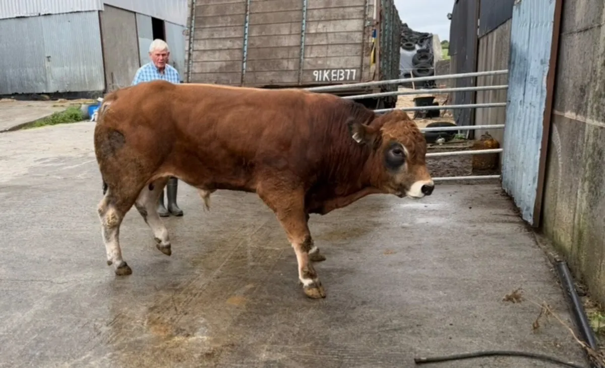 Parthenaise bulls - Image 3