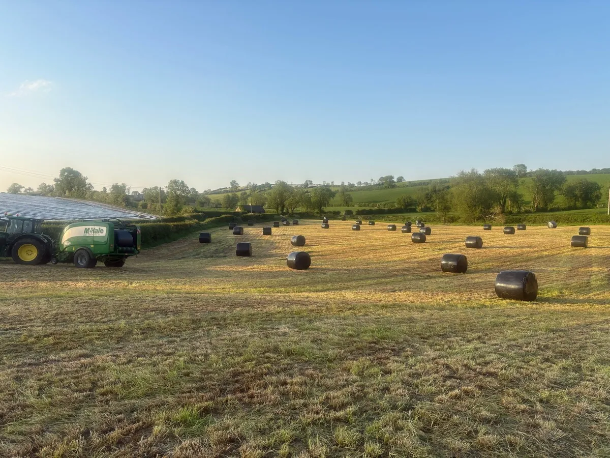 3rd cut silage standing crop good quality - Image 1