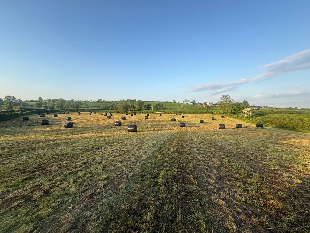 3rd cut silage standing crop good quality - Image 2