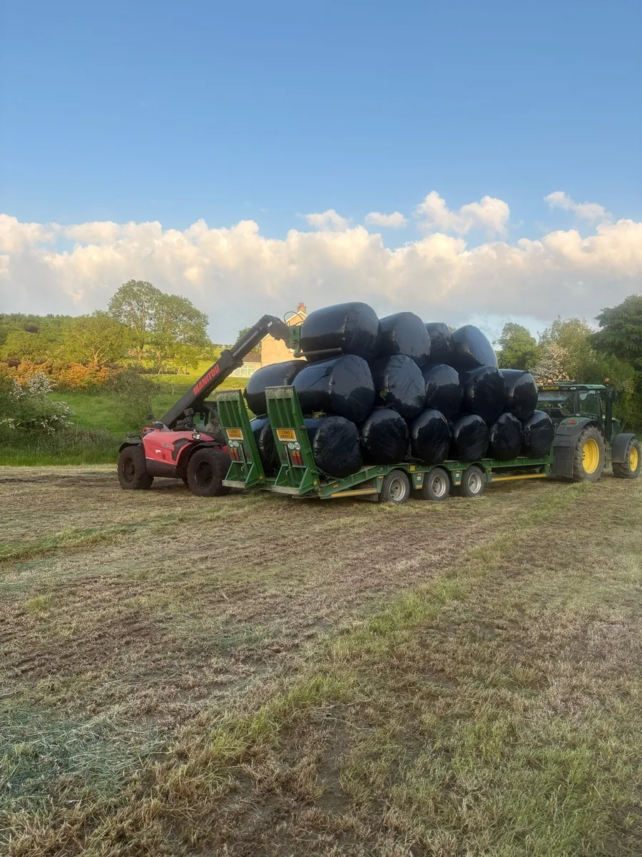 3rd cut silage standing crop good quality - Image 3