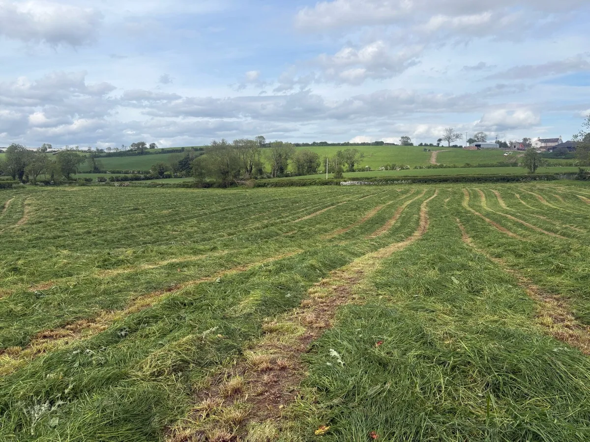 3rd cut silage standing crop good quality - Image 4