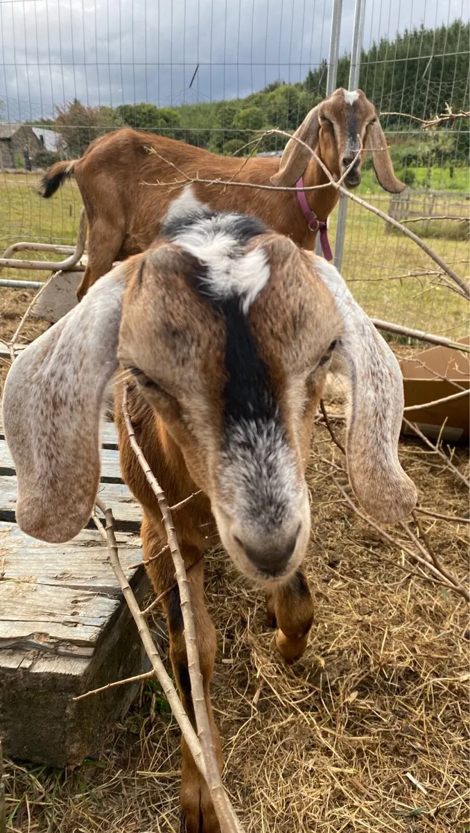 Nubian Buckling - Image 2