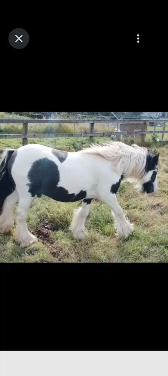 Stallion - Image 3