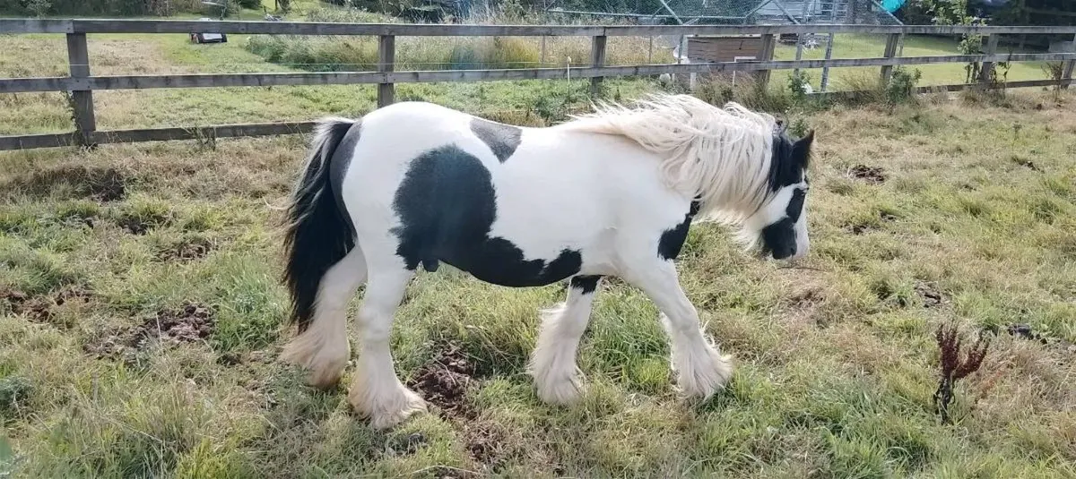 Stallion - Image 2