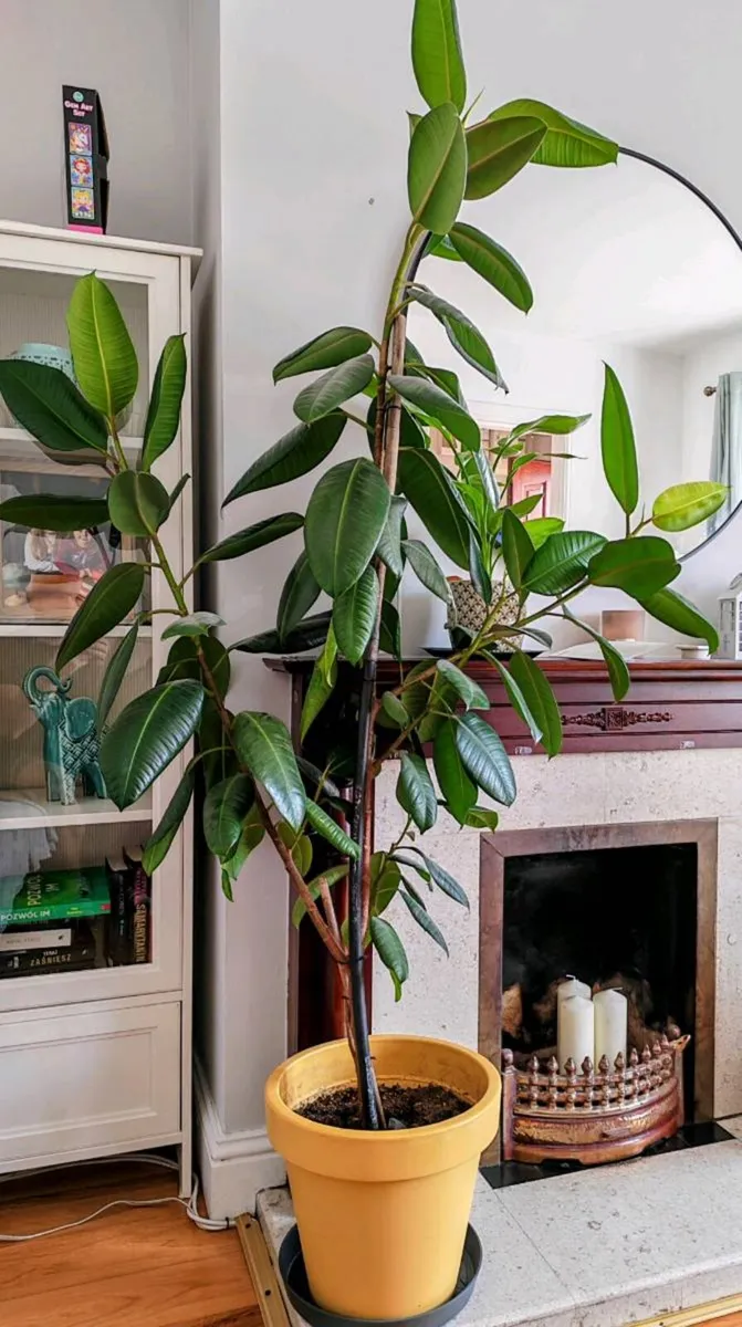 Ficus tree - Image 2