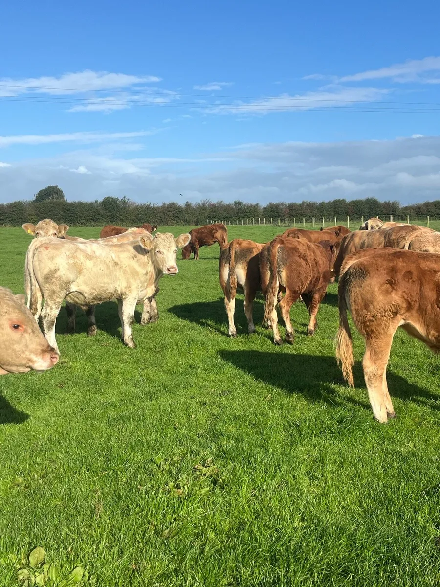 18 Bullocks - Image 1