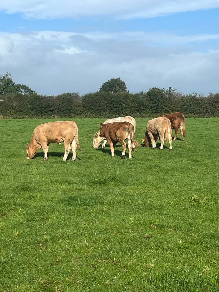 18 Bullocks - Image 2