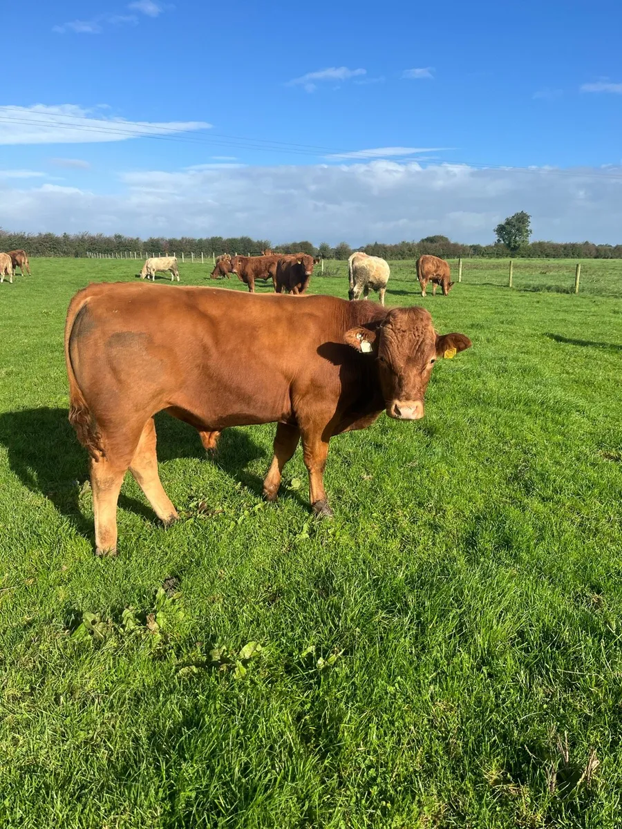 18 Bullocks - Image 3