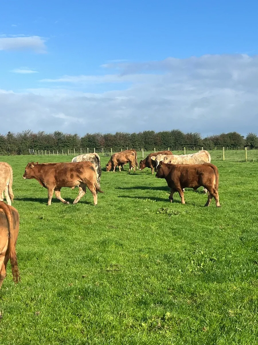 18 Bullocks - Image 4