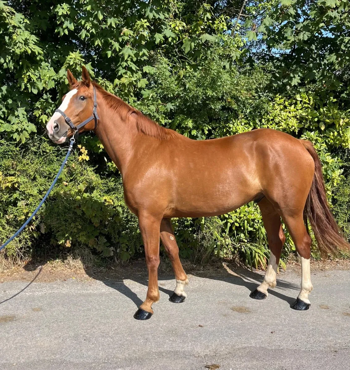 4yr old draught - Image 1