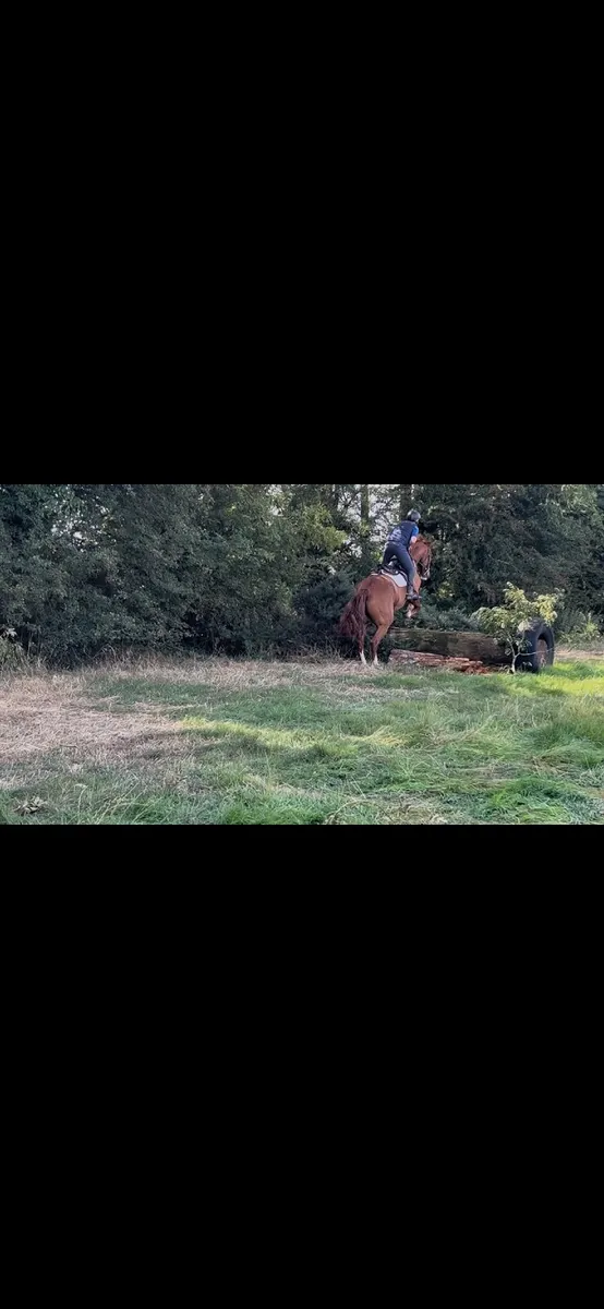 4yr old draught - Image 4